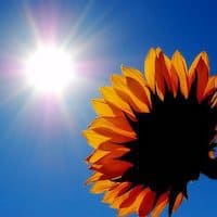 Sunshine and sunflower