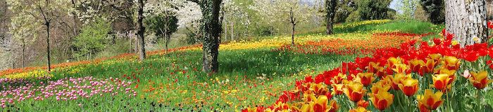 Tulips in Spring in Germany