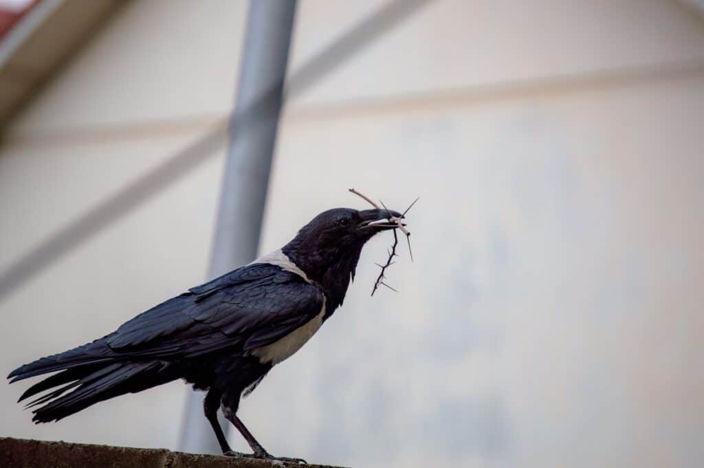 Crow by Gabriel P, Unsplash
