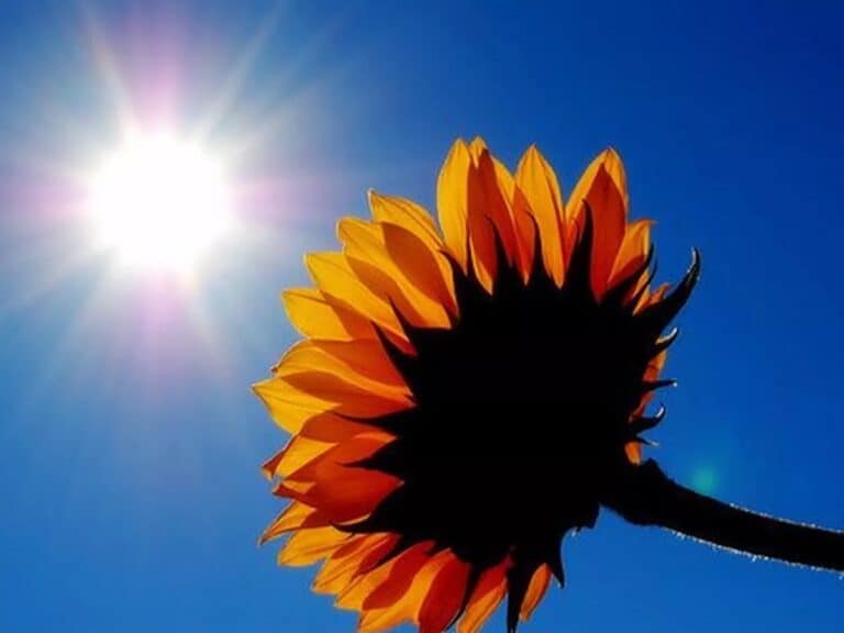 Sunshine and sunflower