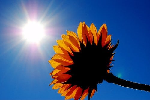 Sunflower & bright sun