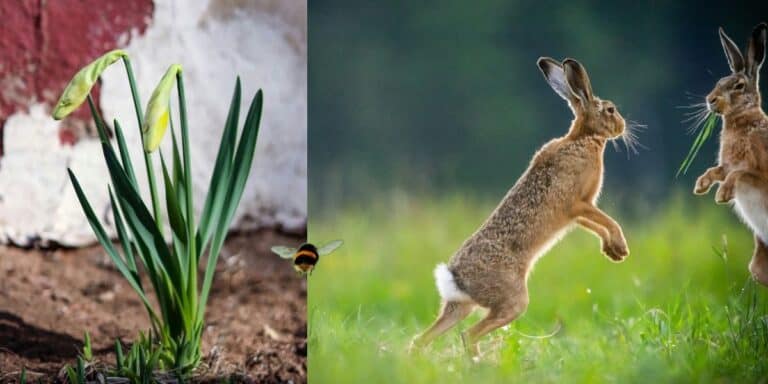 Daffodil, bumble bee, hare