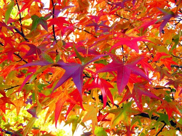 Colourful Autumn Leaves