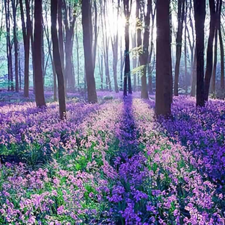 Bluebells in spring sunshine