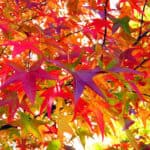 Autumn Leaves (tile)